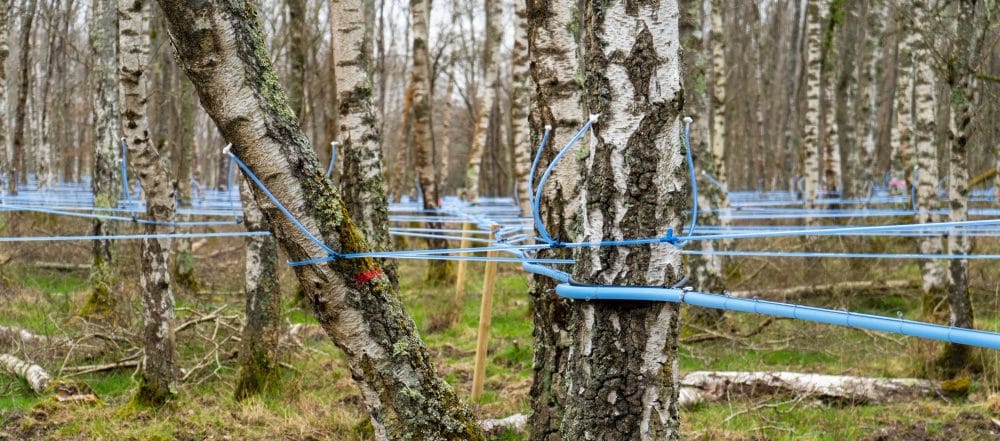 How to harvest birch sap ? - CDL Birch Sap Expert